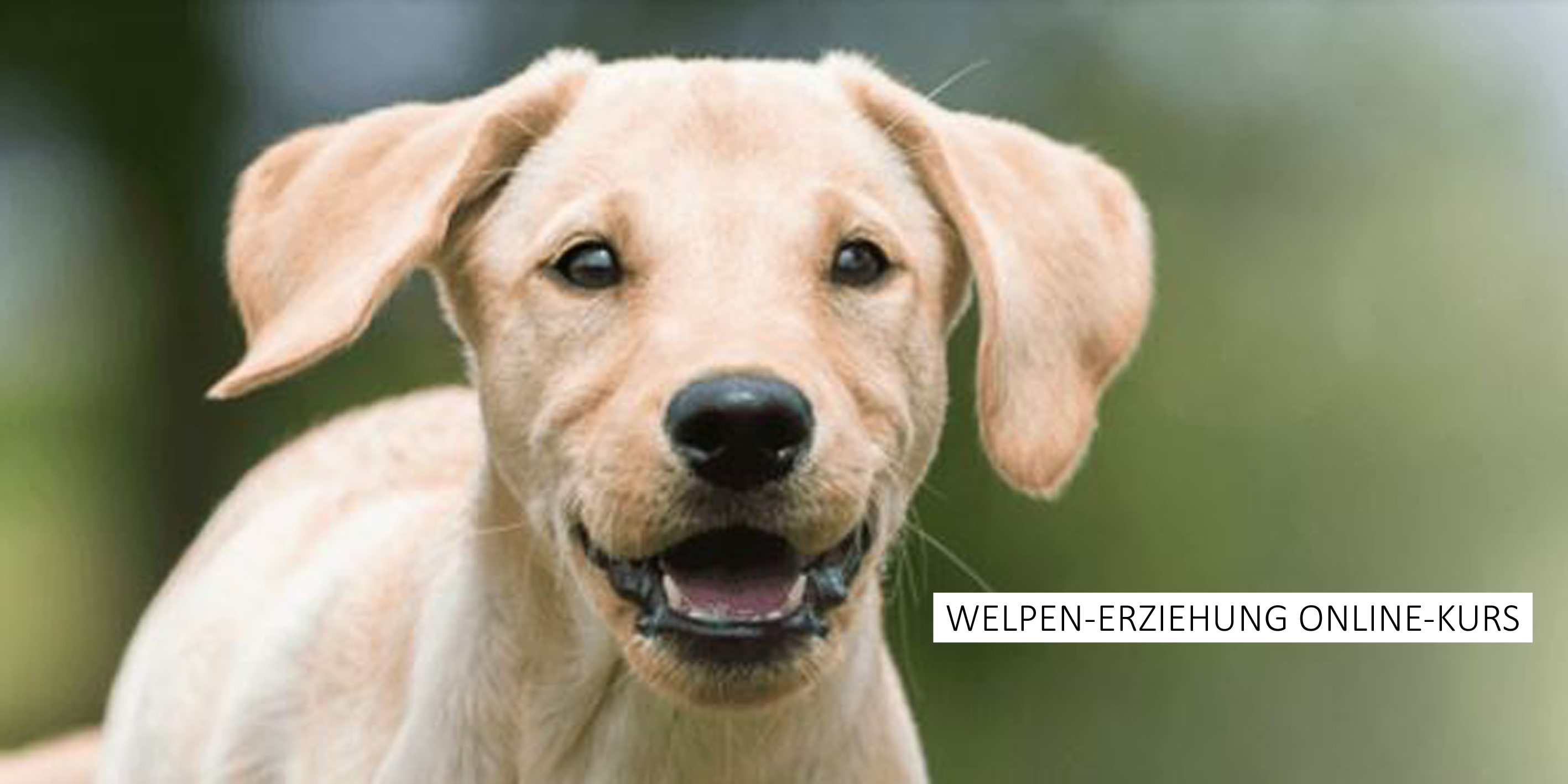 Kosmos Welpen-Erziehung Online-Kurs - Hunde